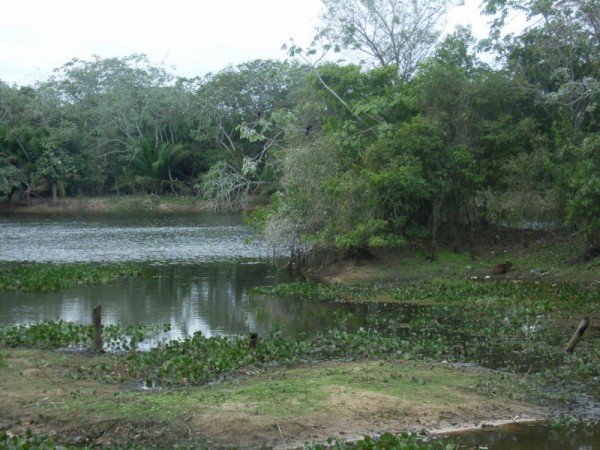 pantanal.paysa6
